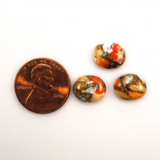 Copper Spiny Orange Oyster Cab Oval 11X9mm Approximately 10 Carat.