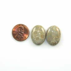 Fossil Coral Cabs Oval 22x16mm Matching Pair 31.95 Carat