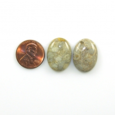 Fossil Coral Cabs Oval 22x16mm Matching Pair 32.04 Carat