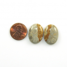 Fossil Coral Cabs Oval 22x16mm Matching Pair 32.46 Carat