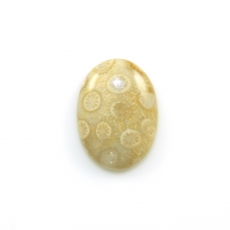 Fossil Coral Cabs Oval 25x18mm Single Piece 21.28 Carat