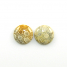 Fossil Coral Cabs Round 18mm Matching Pair 27.08 Carat