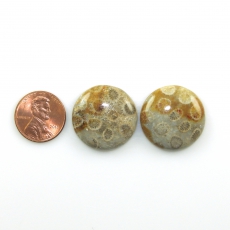 Fossil Coral Cabs Round 24mm Matching Pair 51.80 CaraT