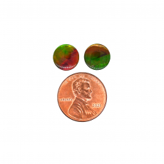 Fossilized Ammolite Cab Round 10mm Matching Pair Approximately 4 Carat