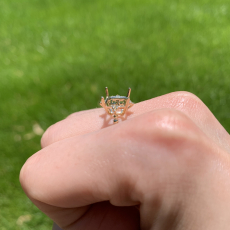 Square 8mm Ring Semi Mount in 14K Yellow Gold with Accent Diamonds (RG4032)